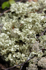 Close-up of pale patch of common and widespread species of corticolous (bark-dwelling) foliose lichen Platismatia glauca growing on boreal forest floor debris.
