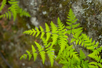 Cystopteris fragilis, commonly known as brittle bladder-fern or common fragile fern, grows delicately on a shaded, moist mossy rock surface in a woodland environment.