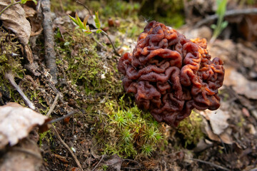Brain-like cap of the False Morel (Gyromitra esculenta) emerges from the forest floor among...