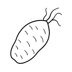 sweet potato with roots in minimal line design Vector illustration