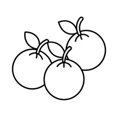 vine with three tomatoes in clean line sketch Vector illustration