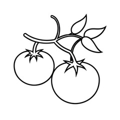 tomato branch with fruits in fresh line sketch Vector illustration
