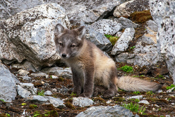 Arctic wolf pup / cub in Svalbard