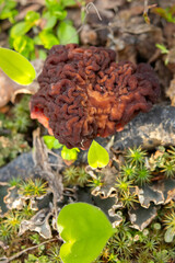 Brain-like cap of the False Morel (Gyromitra esculenta) emerges from the forest floor among decaying leaves, branches, and grass. Unique texture of toxic wild mushroom in natural woodland environment.