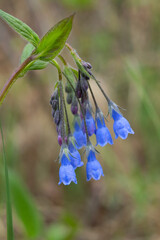 Cluster of beautiful blue flowers Mertensia paniculata, (tall lungwort, tall bluebells, or northern bluebells) native flowers with green foliage in spring forest.