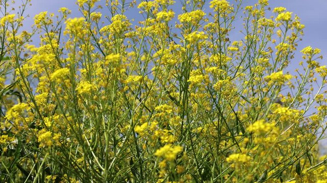 Bunias orientalis or hill mustard. Pretty yellow flower bush. Stockholm, Sweden.
