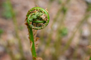 Fresh half curled fern leaves emerging from decaying brown fallen leaves on the forest floor in wet woodlands in spring.
