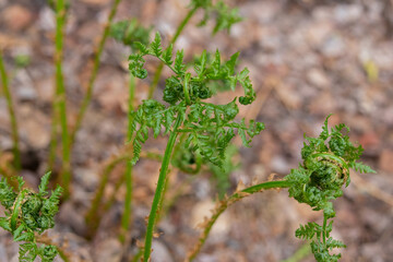 Fresh half curled fern leaves emerging from decaying brown fallen leaves on the forest floor in wet woodlands in spring.