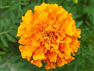 orange dahlia flower