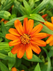 orange flower with dew drops