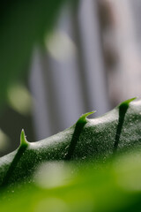 Close-up, detailed macro shot of an Aloe Vera. Green leaf with three teeth on the edge