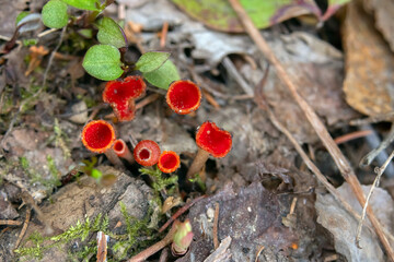 Vibrant scarlet cup fungi or Microstoma protractum grows in a cluster on a forest floor among decaying mossy branches, brown leaves and grass in springtime.