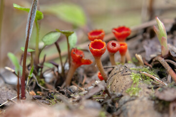 Vibrant scarlet cup fungi or Microstoma protractum grows in a cluster on a forest floor among decaying mossy branches, brown leaves and grass in springtime.