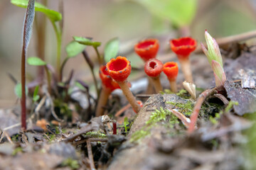Vibrant scarlet cup fungi or Microstoma protractum grows in a cluster on a forest floor among decaying mossy branches, brown leaves and grass in springtime.