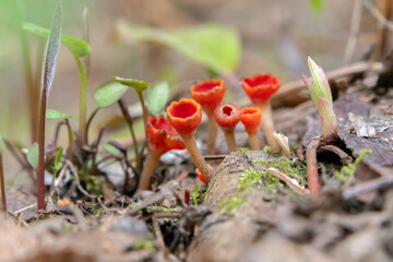 Vibrant scarlet cup fungi or Microstoma protractum grows in a cluster on a forest floor among...