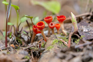 Vibrant scarlet cup fungi or Microstoma protractum grows in a cluster on a forest floor among decaying mossy branches, brown leaves and grass in springtime.