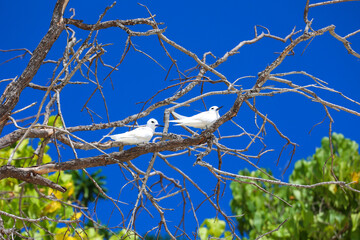 White terns sitting on a tree branch against a clear blue sky