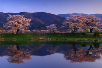水面に映る桜