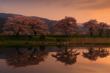 水面に映る桜