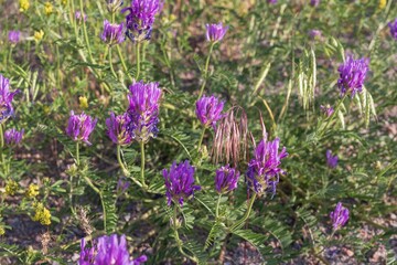 Close-up of lush purple and lilac meadow flowers on green grass in soft sunlight. Nature landscape