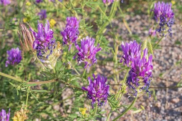 Close-up of lush purple and lilac meadow flowers on green grass in soft sunlight. Nature landscape