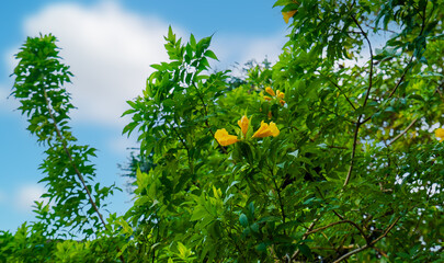 A tree with green leaves and yellow flowers