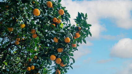 A tree with many oranges hanging from it
