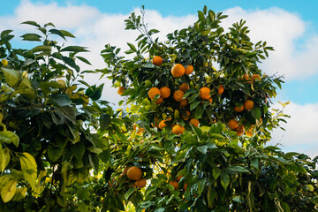 A tree with many oranges hanging from it