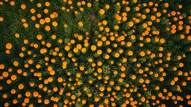 abstract golden background, yellow flower garden, forest, nature, orange