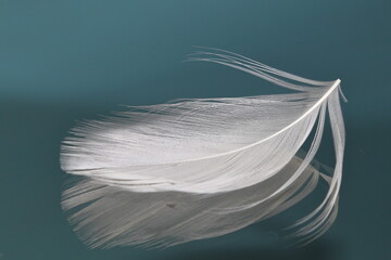 White Feather