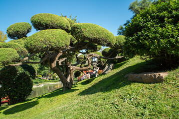 A large tree. The tree is surrounded by bushes.