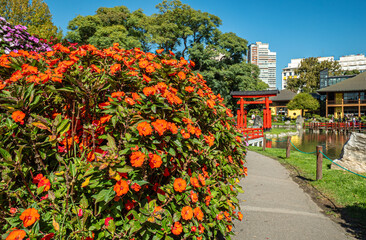 A bunch of flowers are in a garden