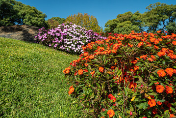 A bunch of flowers are in a garden