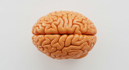 A detailed view of a human brain model with intricate folds and a light orange color on white background