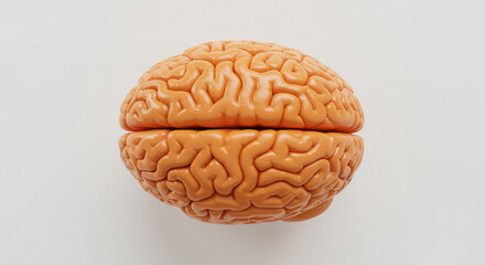 A detailed view of a brain model showing the two hemispheres separated on a plain white background