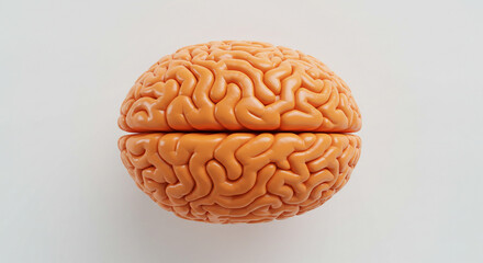 A detailed view of a brain model split in half on a plain white background with soft lighting effect