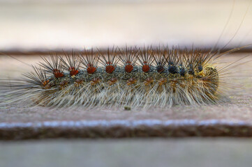 A Lymantria dispar caterpillar (gypsy moth or the spongy moth), colorful caterpillar with spotted body and fine hairs, Tuscany, Italy