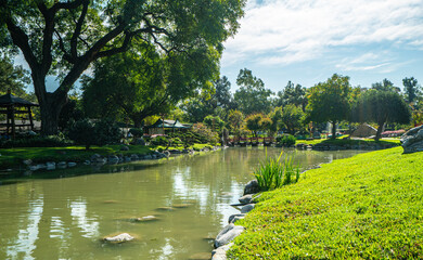 A pond with a green color water and a tree in the background