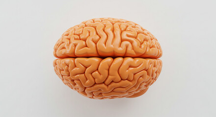 Anatomical brain model displayed on a white background with intricate details and realistic texture shown
