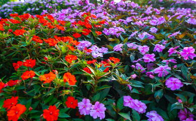 A garden with a variety of flowers including red and purple