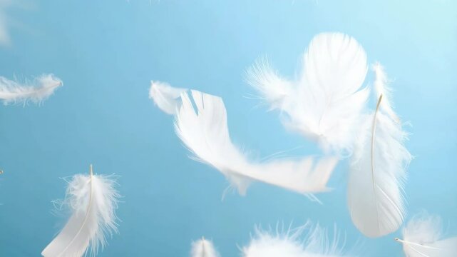 Delicate white feathers falling gently on a soft, light blue background create a serene and dreamy floating feather composition.