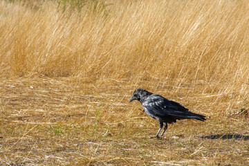 crow on the ground