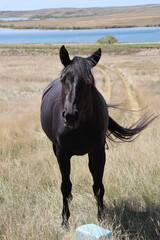 Black horse, a mare, facing the camera in a dry pasture on a hill side. A blue lake in the background Her foal lying beside her in the grass. 