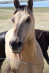portrait of a horse, a buckskin quarter horse looking at the camera. The scene is a hillside, dry...