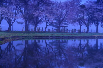 水面に映る桜