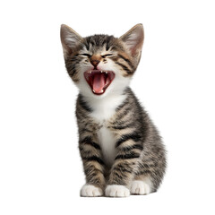 Adorable tabby kitten yawning widely showing tiny teeth and pink tongue isolated on transparent background