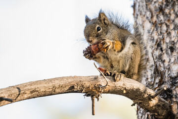 An American Red Squirrel (Tamiasciurus hudsonicus) sitting on a branch eating a small pine cone in Yellowstone National Park.