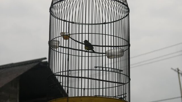 pet bird in a cage
