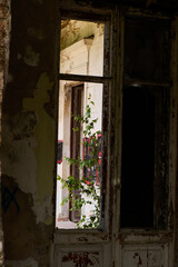 An Overgrown Window in an Abandoned Building Surrounded by Natures Embrace and Decay