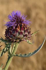 Artichoke flower in bloom showcasing vivid purple petals and textured leaves, captured under warm sunlight. Summer, Tuscany, Italy